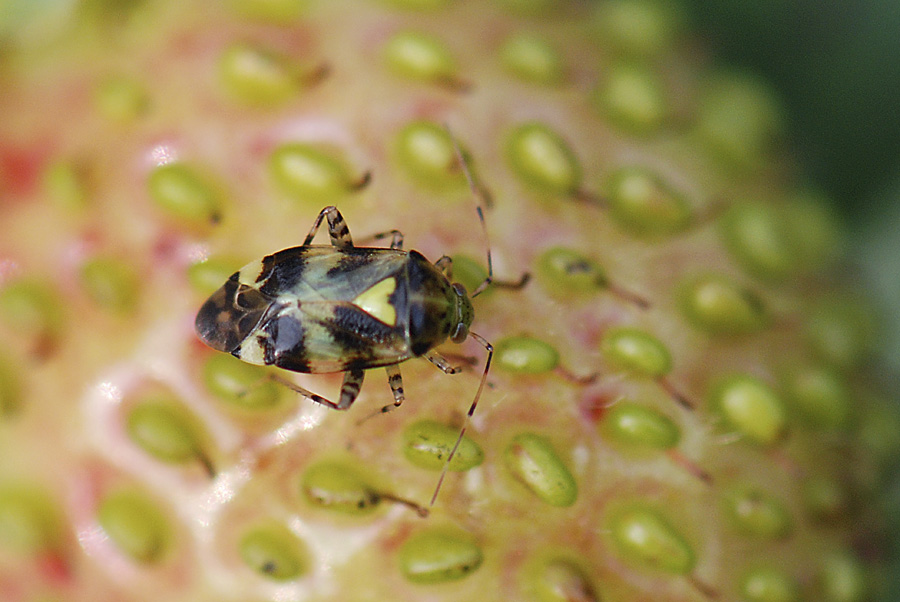 Miridae: Liocoris tripustulatus del Veneto (VI)